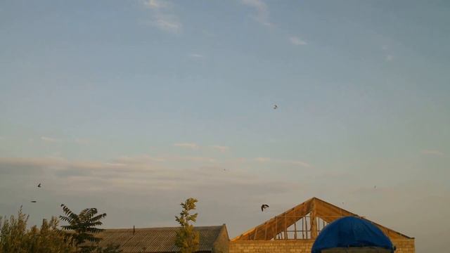 Ласточки :) смотреть онлайн