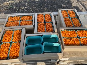 Замучились собирать ОБЛЕПИХУ - 10 быстрых способов сбора