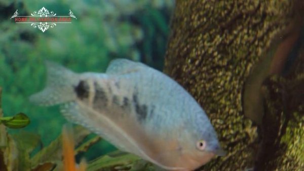 Гурами, содержание, уход, размножение. Интересные факты про Гурами-нитеносцы.