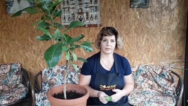 Новичок с клещом смотреть онлайн