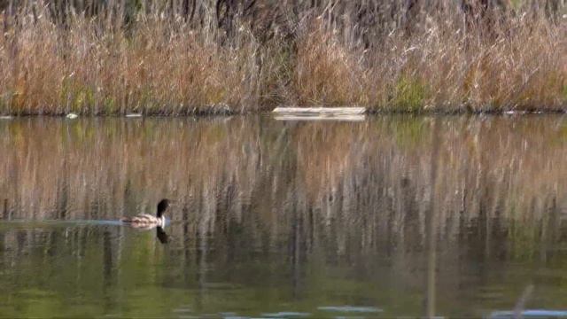 карась на поплавок , рыбалка на карантине смотреть онлайн