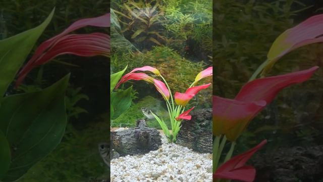 Aquarium start up смотреть онлайн