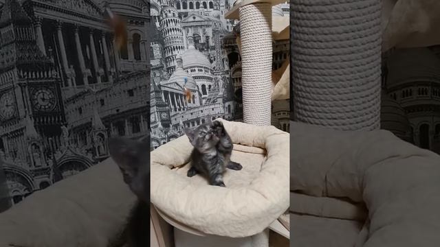 кошка черная серебристая мраморная черепашка смотреть онлайн