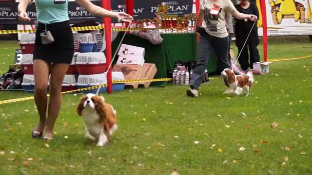 Кавалер кинг чарльз спаниель,  24.08.2013. Юные Чемпионы НКП Азартис Искуситель и Азартис Иль Руж