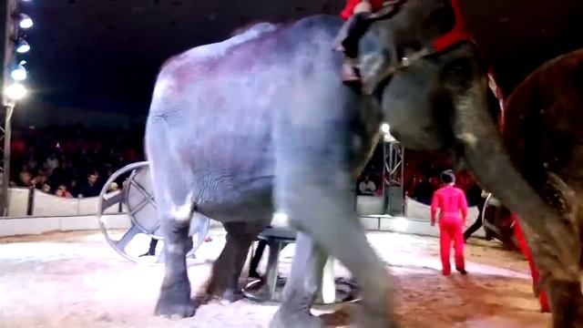 Цирк Dziva в Молодечно смотреть онлайн