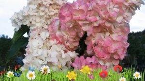 Гортензия метельчатая Пинк Леди ? Обзор: посадка и уход. саженцы, крупномеры: описание и особенност