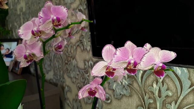 Обзор орхидей Чармер/Фантом/Мэджик арт/Пират пикоти