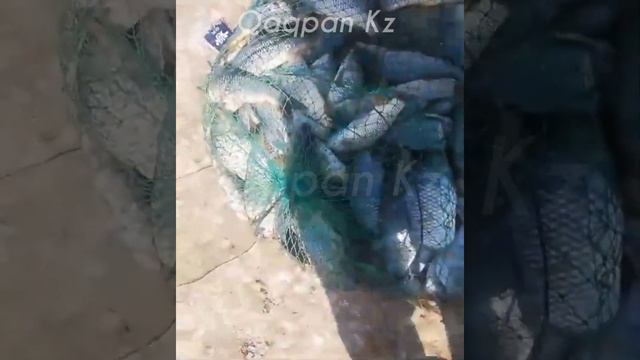 ШАРДАРА | СУДАК, САЗАН БАЛЫҚ АУЛАУ 09/10/2023 🎣🎣🎣 смотреть онлайн