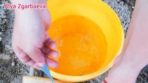 Сделайте эту подкормку для клубнике! Урожай гарнтирован! Құлпынай  керемет береді осыны жасаңыздар