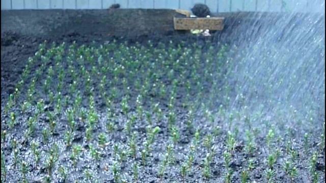 Как поливать сеянцы ели голубой 2-х летки после посадки? Саженцы хвойных - полив и уход