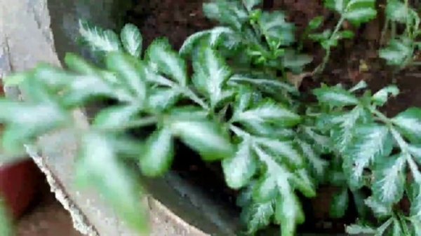 Silver Lace Fern #Pteris Ensiformis Fern