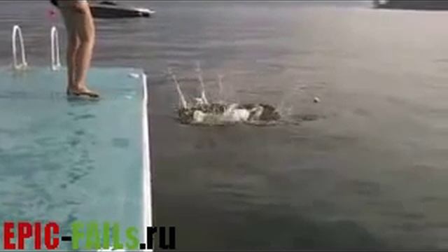 Собака угарно ныряет / Diving Dog FAIL смотреть онлайн