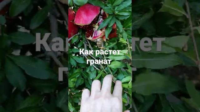 Как растёт гранат в домашнем саду #гранат #алания #турция #какрастётгранат смотреть онлайн