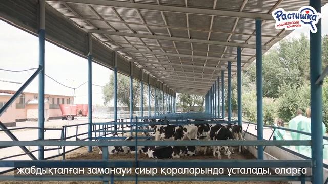 Родительский контроль: в каких условиях содержатся коровы, которые дают молоко для Растишки? смотреть онлайн