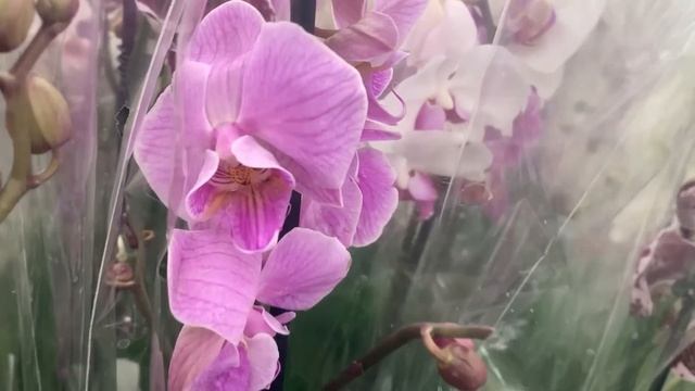 Орхидеи в Ашане 1 марта 2021 г. Всё надеюсь купить вторую Тайсуко Джаспер))) смотреть онлайн