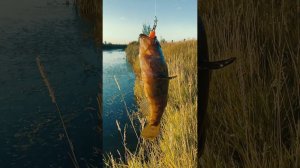 РОТАНЮШКИ #shorts, #рыбалка, #fishing, #мормышинг, #nanojig , #приколы, #funnyvideo