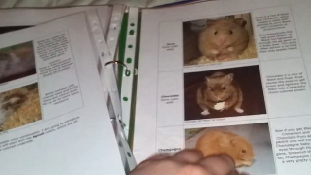 My hamster binder смотреть онлайн