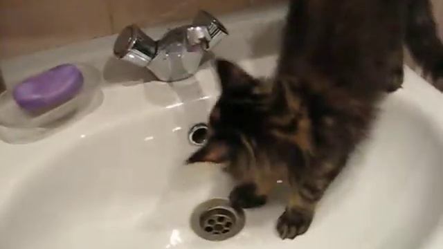 Любознательный котенок мейн кун смотреть онлайн