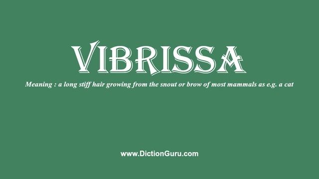 vibrissa: Pronounce vibrissa with Meaning, Phonetic, Synonyms and Sentence Examples смотреть онлайн