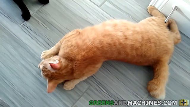 How to Grow Catnip for your Cat смотреть онлайн