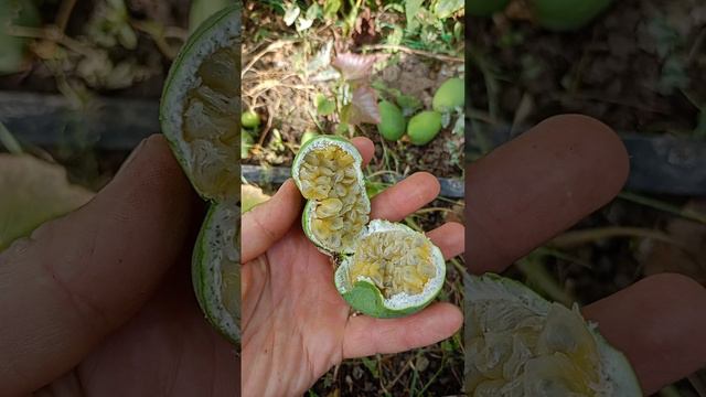 Пассифлора инкарната, маракок. 3.10.2023 смотреть онлайн