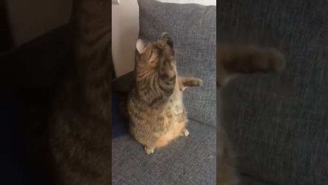 Муська танцует зажигательный испанский танец смотреть онлайн