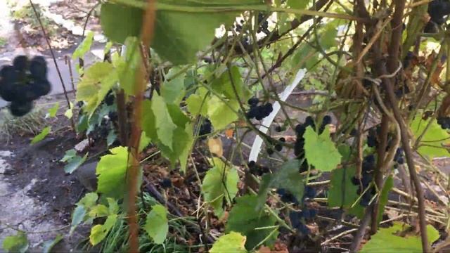 Новинки садовых цветов. Цветники. Дача 45. смотреть онлайн