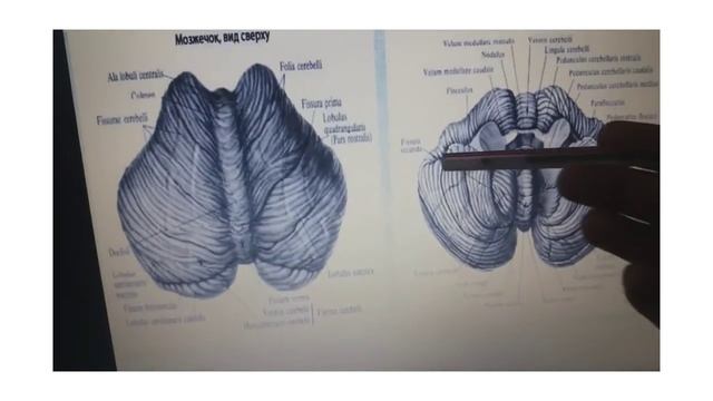 Мишық (cerebellum) смотреть онлайн