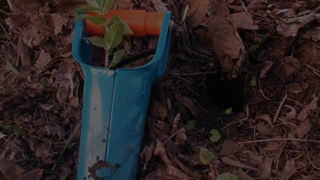 Будет много мяты! Как пересадить и размножить мяту смотреть онлайн