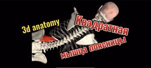 3d anatomy. Квадратная мышца поясницы.