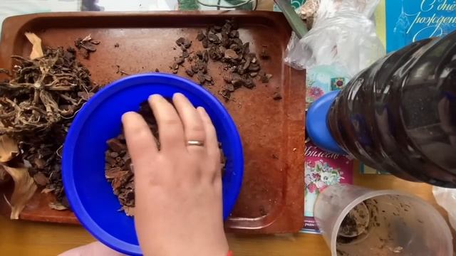 Пересадка залитой орхидеи без корней самым любимым и проверенным способом. Работает на 100% смотреть онлайн