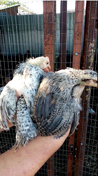 100% курочка - 100% петушок смотреть онлайн