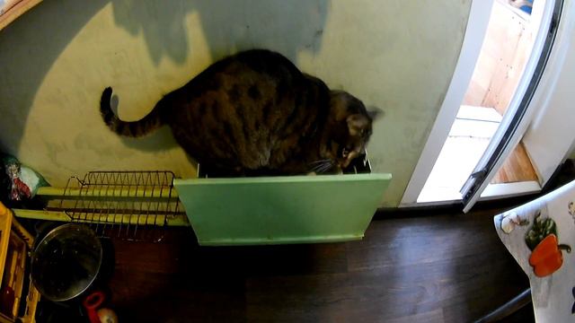 Реакция кота на снег ! The cat's reaction to the snow! смотреть онлайн