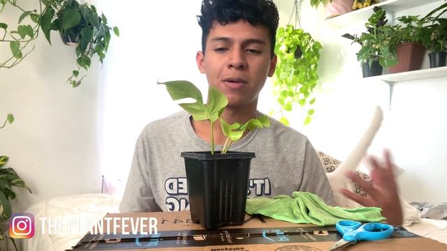 TOP EASY HOUSEPLANTS TO PROPAGATE BY CUTTINGS/NODES AS WELL CHATTING & CLEANING MY INDOOR PLANTS смотреть онлайн