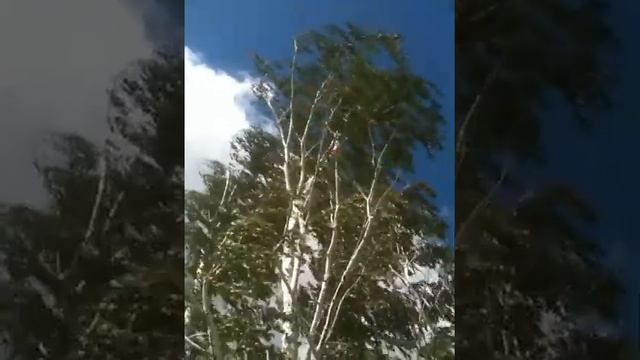 Красота! Лес, деляна. Правда очень сильный ветер смотреть онлайн