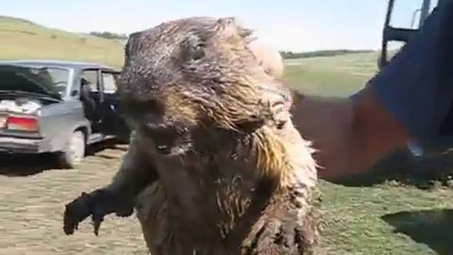 Супер звук Кричит Сурок ?? смотреть онлайн