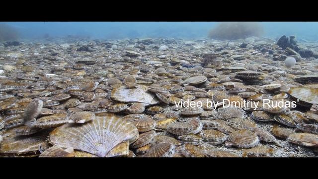 Невероятное скопление морского гребешка смотреть онлайн
