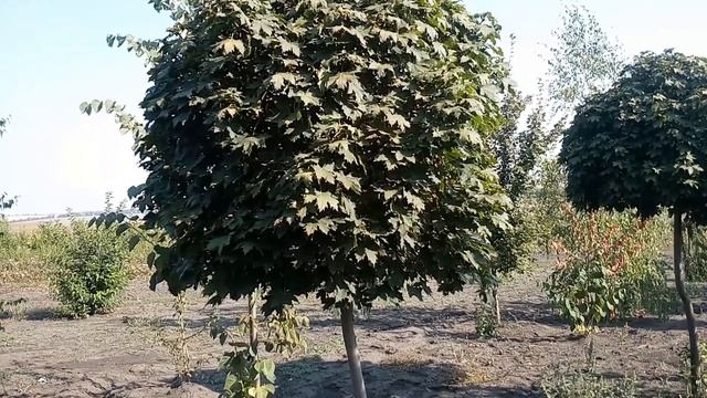 Клён Шаровидный Globosum | Plante.md смотреть онлайн