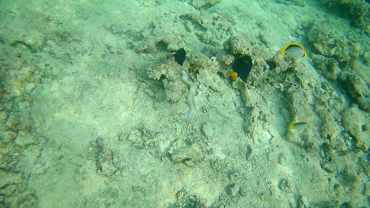 мурена 2 Красное море смотреть онлайн