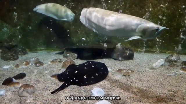 Топ 10 Самых ядовитых рыб смотреть онлайн