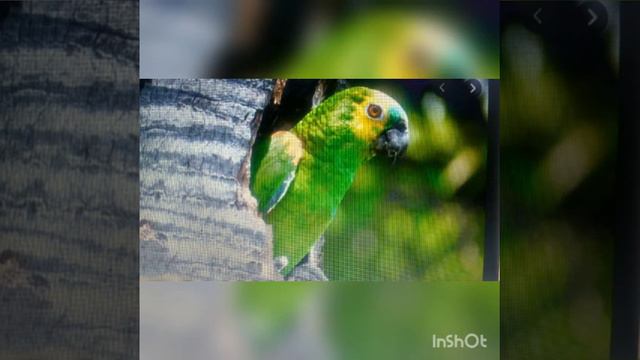animales de la selva ❤️🙄😔desde casa смотреть онлайн