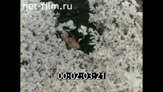 1969г. Чукотка. река Пегтымель. смотреть онлайн