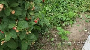 399. Срочно обрезаем побеги у малины и вырезаем лишнюю поросль