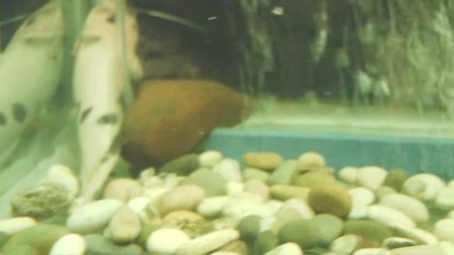 Aquarium  320L-77gl.