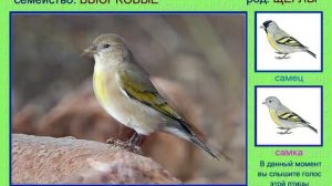 Чиж. Голоса птиц