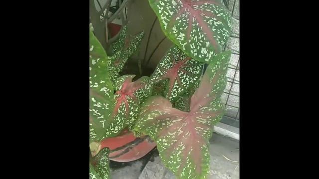 Lush Caladium using Water from air conditioner смотреть онлайн