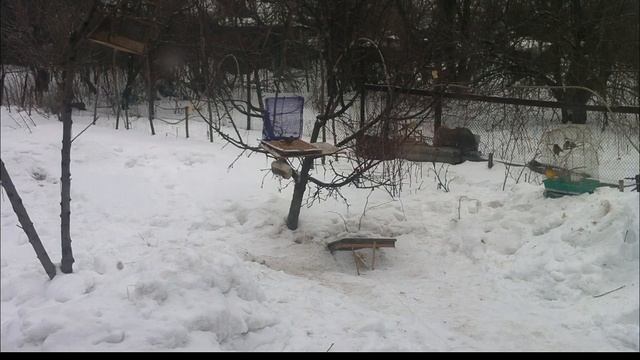 Ловим Дубоносов и Чижиков. Простая ловушка на птиц. Как поймать дубоноса? Много Дубоносов и Чижиков смотреть онлайн