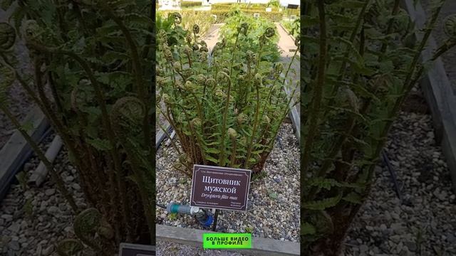 Он изгоняет ленточных глистов смотреть онлайн