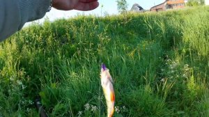 Попла Поппер и окунь