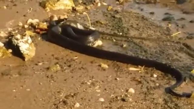 Переволоки Самарская обл. смотреть онлайн